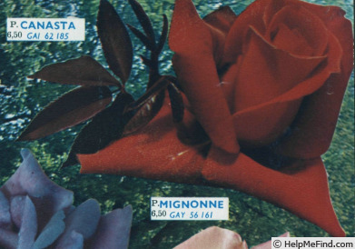 'Canasta' rose photo