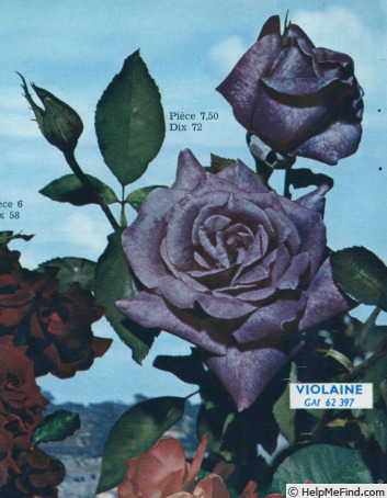 'Violaine' rose photo