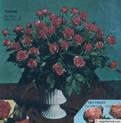 'Marimba ®' rose photo