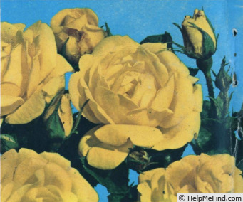'Allgold ® (floribunda, LeGrice, 1956)' rose photo