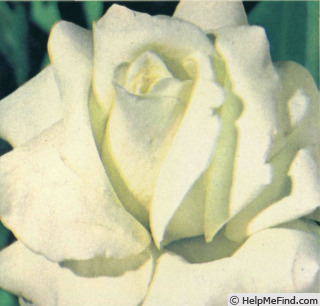 'White Satin' rose photo