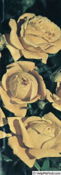 'Bijou d'Or (mini-flora, Tantau, 1956)' rose photo