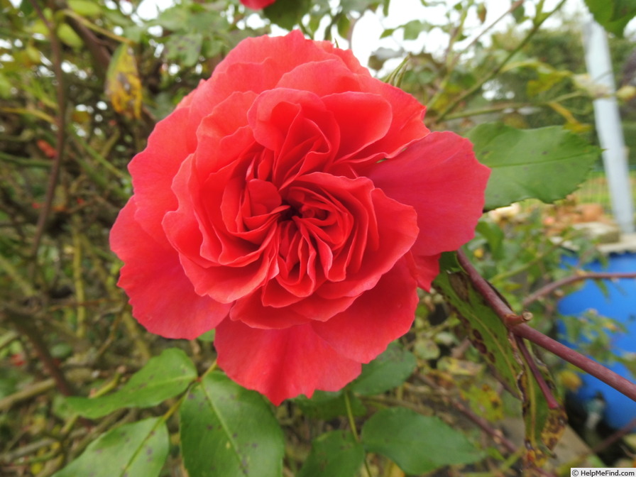 'Rosarium Uetersen' rose photo