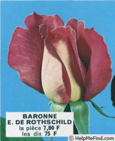 'Baronne E. de Rothschild' rose photo
