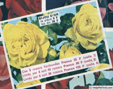 'Bijou d'Or (mini-flora, Tantau, 1956)' rose photo