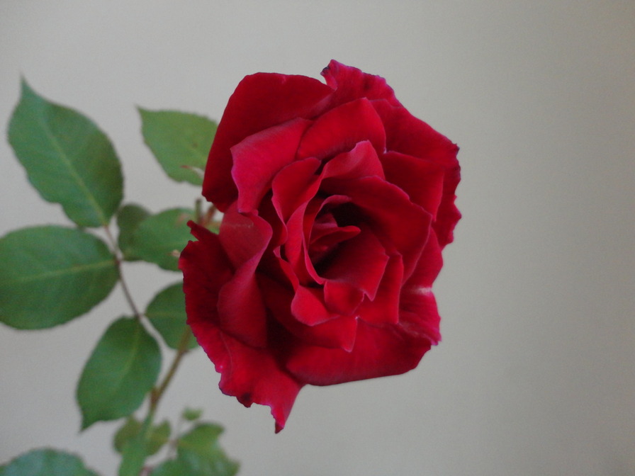 'Princeps' rose photo