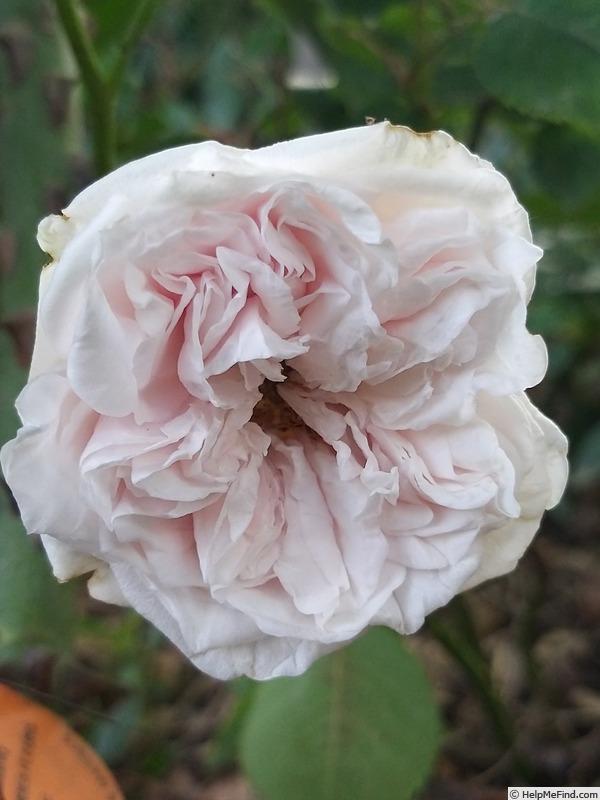 'Souvenir de la Malmaison' rose photo