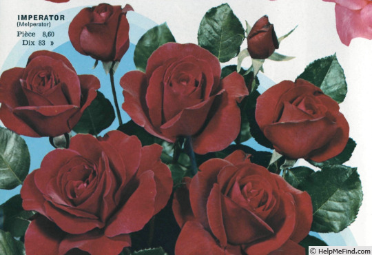 'Imperator (floribunda, Meilland, 1969)' rose photo