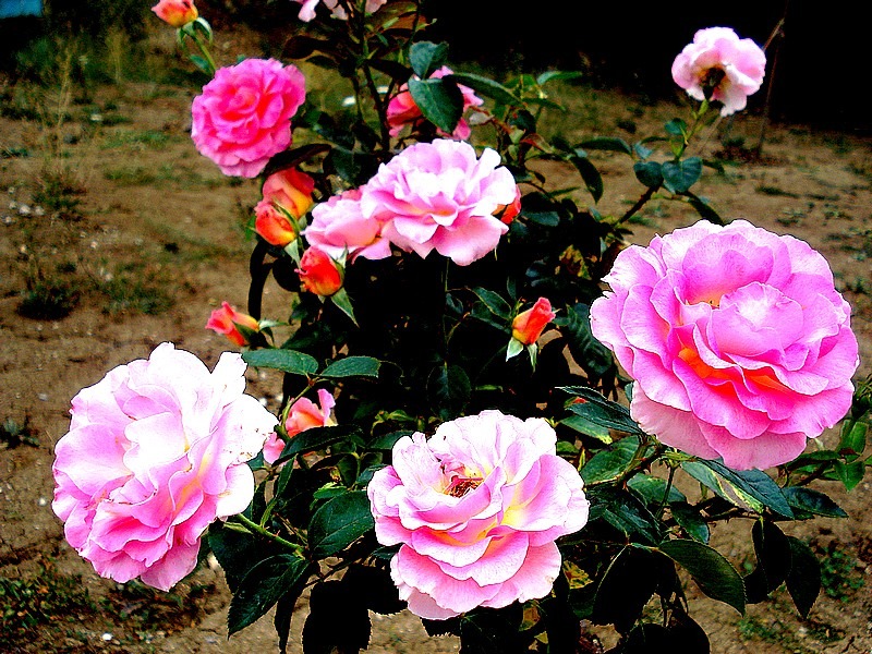 'Pink Paradise (hybrid tea, Delbard, 2004/11)' rose, click to enlarge 'Pink Paradise (hybrid tea, Delbard, 2004/11)' rose photo