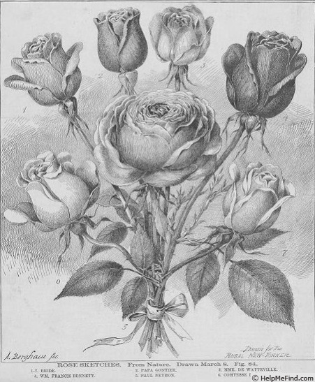 'The Bride (tea, May, 1885)' rose, click to enlarge 'The Bride (tea, May, 1885)' rose photo
