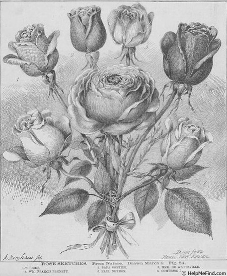 'William Francis Bennett' rose photo