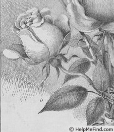 'Comtesse de Frigneuse' rose photo