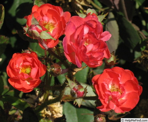 'Orange Cameo' rose photo