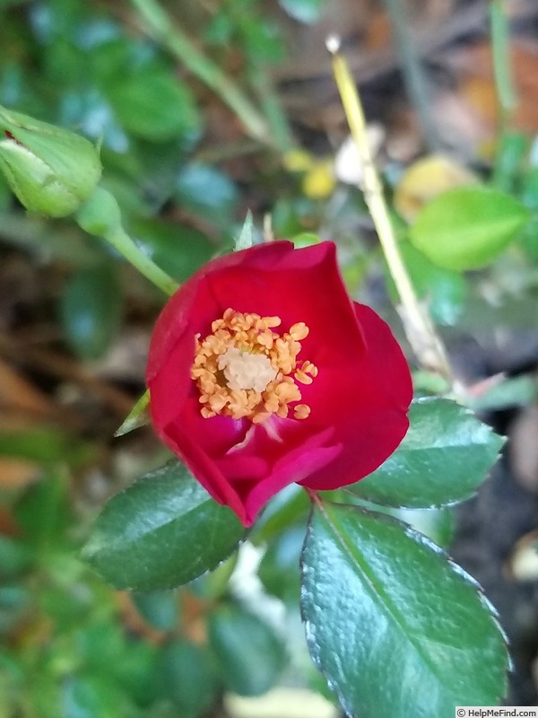 'Vesuvia ®' rose photo