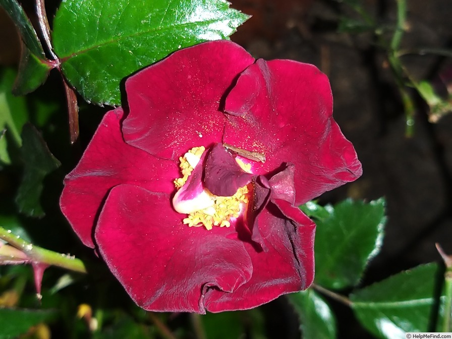 'Vesuvia ®' rose photo