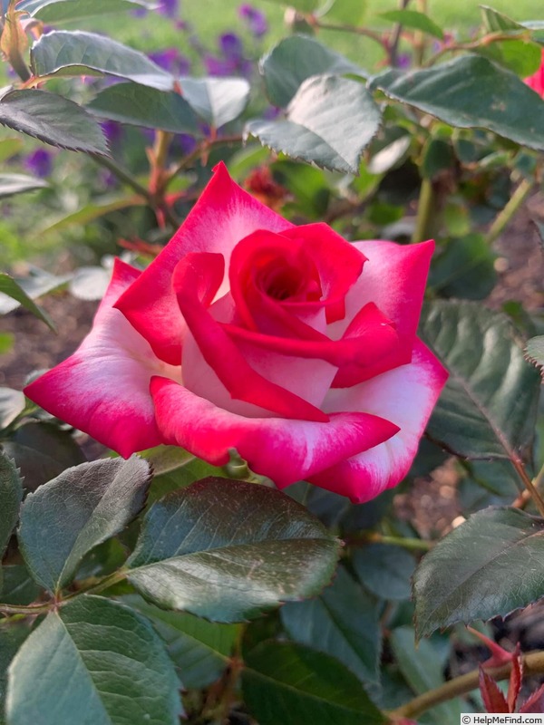 'Magic Show' rose photo