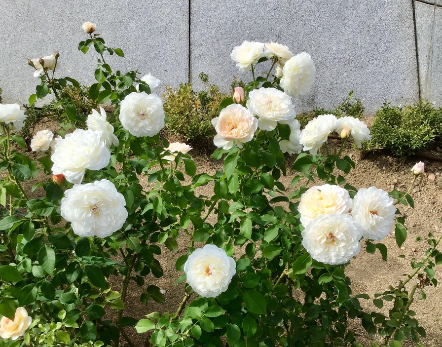 'Mary Magdalene' rose photo