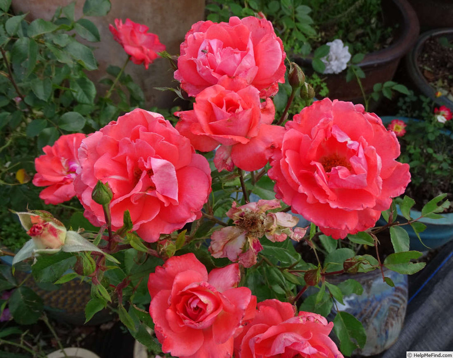 'Anisley Dickson' rose photo