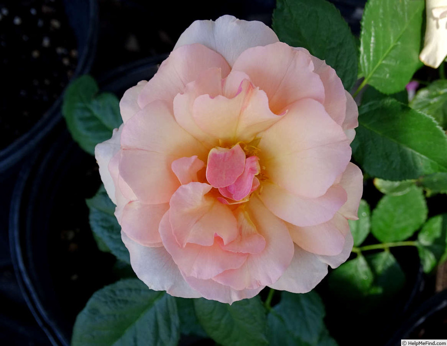 'Apricot Silk' rose photo