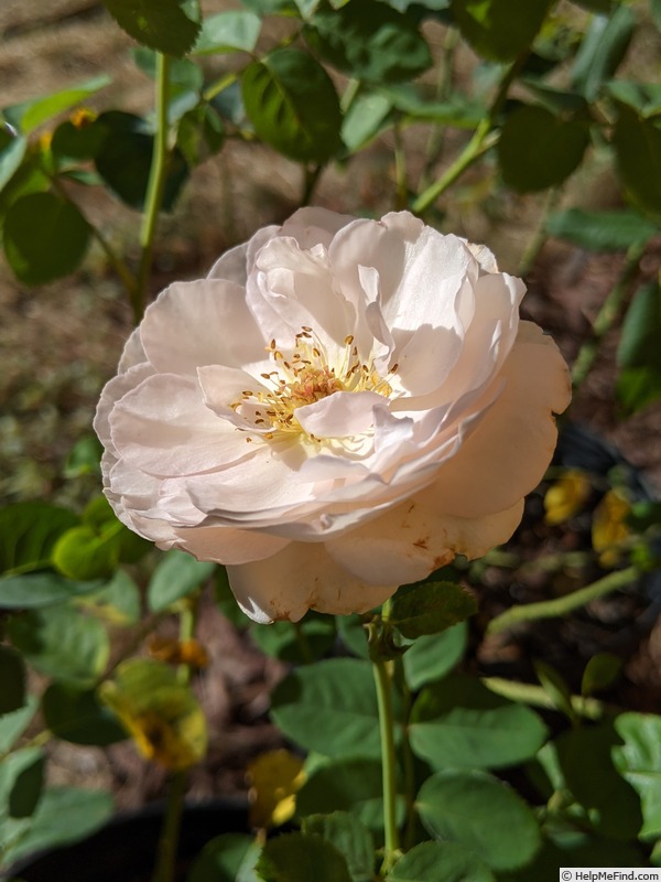 'Fragrant Blush ™' rose photo