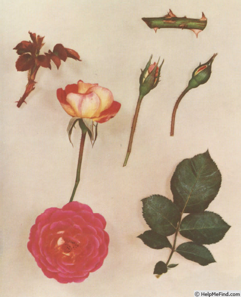 'Pink Cavalcade' rose photo
