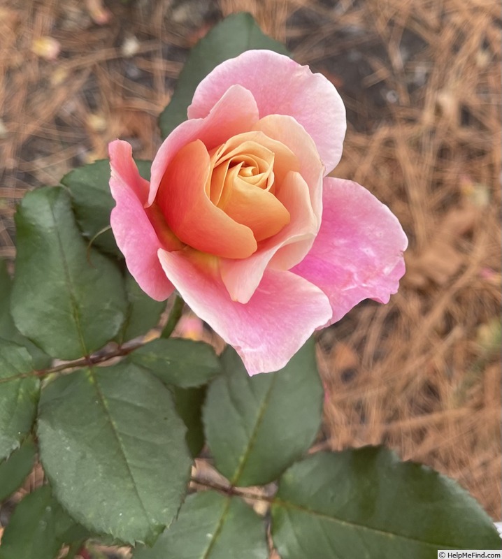 'Distant Drums (Shrub, Buck 1984)' rose photo