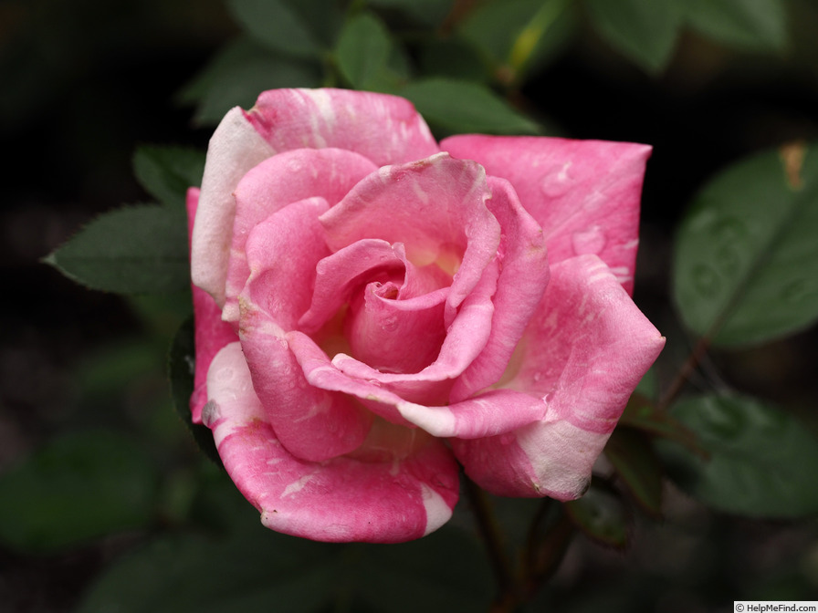 'Dr. Tommy Cairns' rose photo