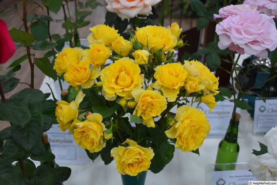 'Victoria Gold' rose photo