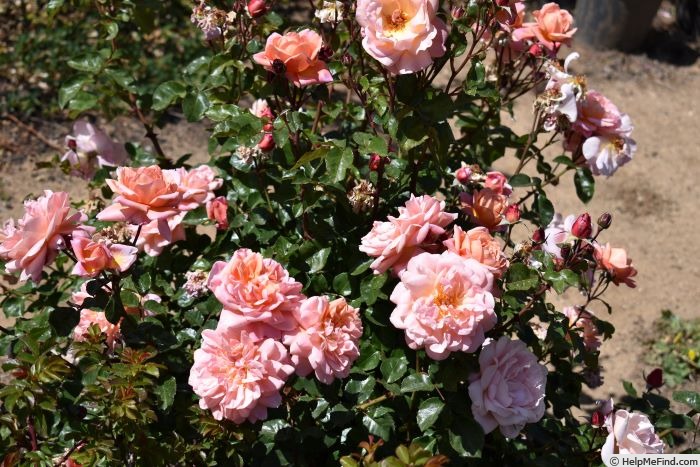 'Étiennette de Bourgogne' rose photo