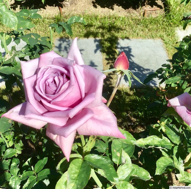 'Blue Chateau' rose photo