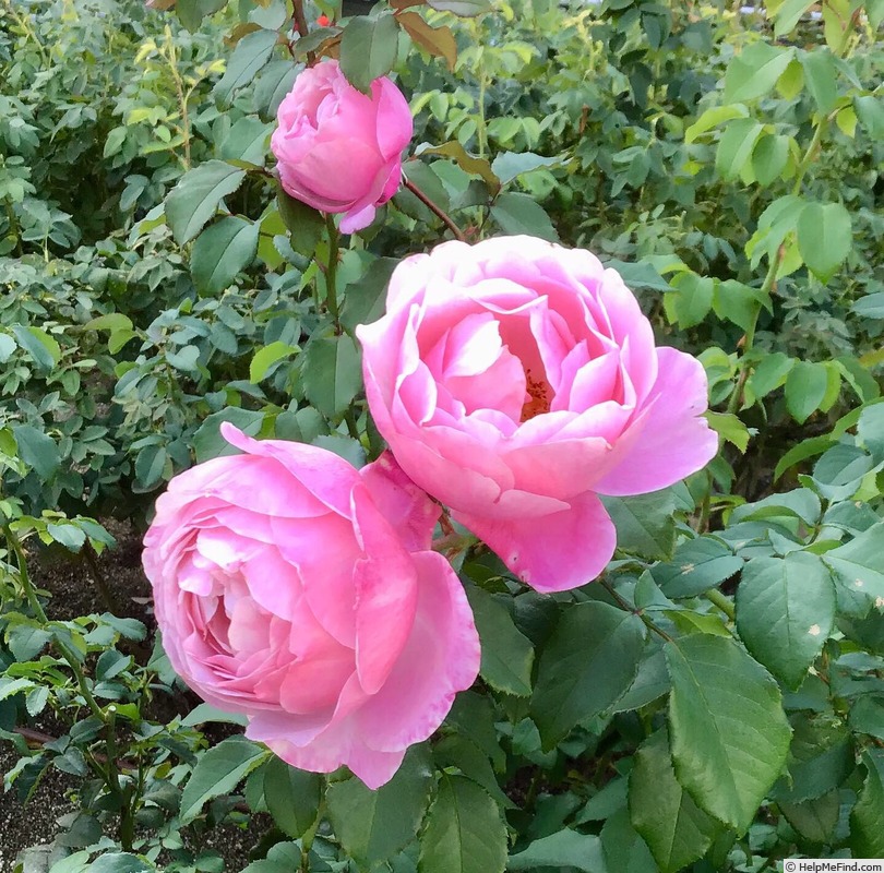 'Chant Rose Misato' rose photo