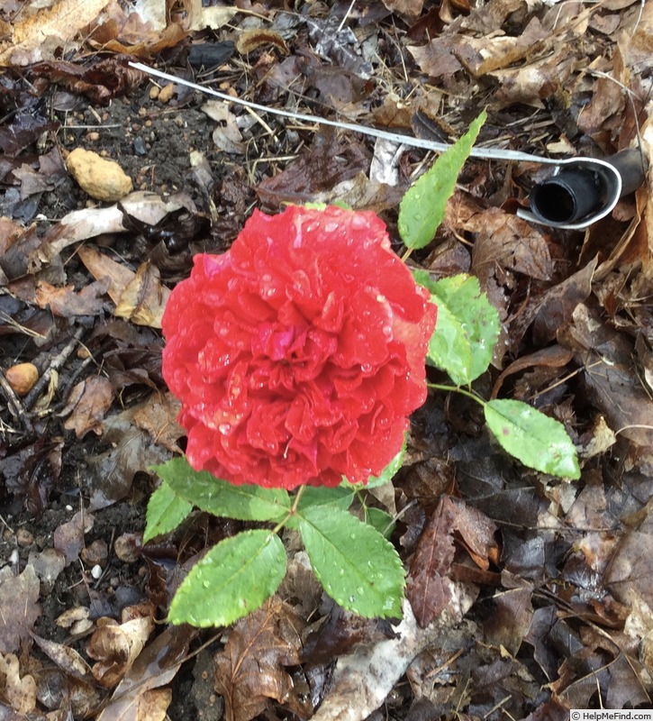 'Geranium Red' rose photo