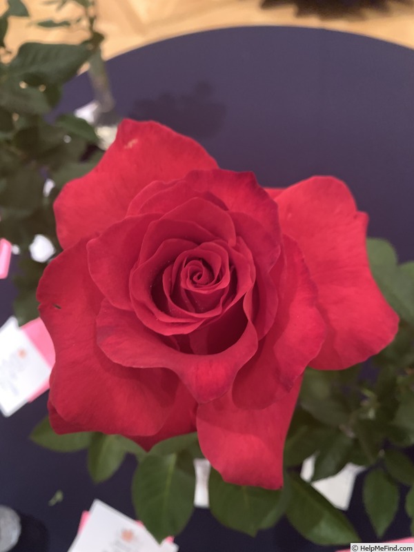 'T. H. Coop' rose photo