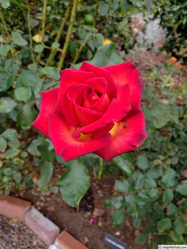 'Legend® (hybrid tea, Interplant)' rose photo