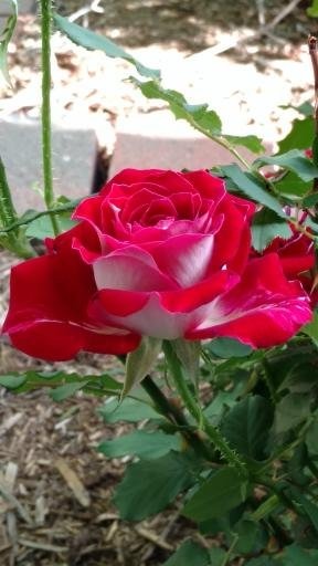 'Snowfire' rose photo