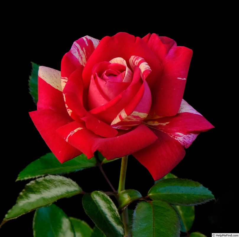 'Brocéliande ® (Hybrid Tea, Adam 2000)' rose photo