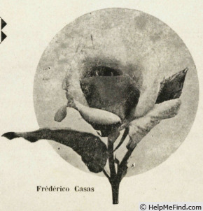 'Federico Casas (Hybrid Tea, Dot 1928)' rose photo