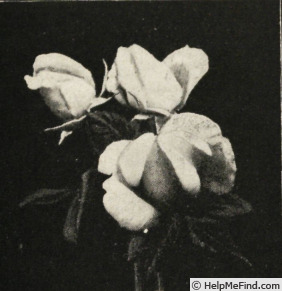 'Ami Léon Pin' rose, click to enlarge 'Ami Léon Pin' rose photo