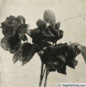 'Bir Hakeim' rose photo