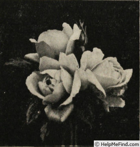 'Québec' rose photo