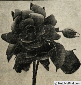 'Brasier' rose photo