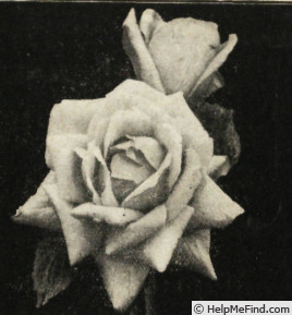 'Evian Cachat' rose photo