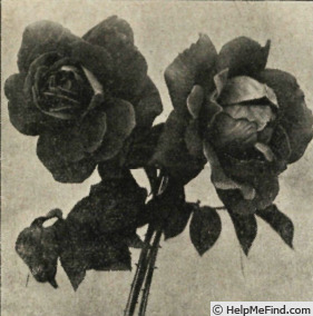 'Ninon Vallin' rose photo