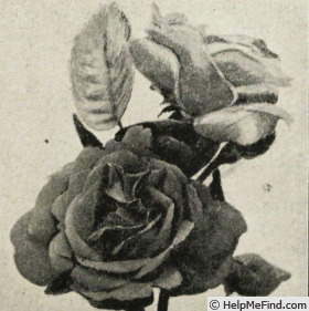 'Souvenir de Claudius Denoyel' rose photo
