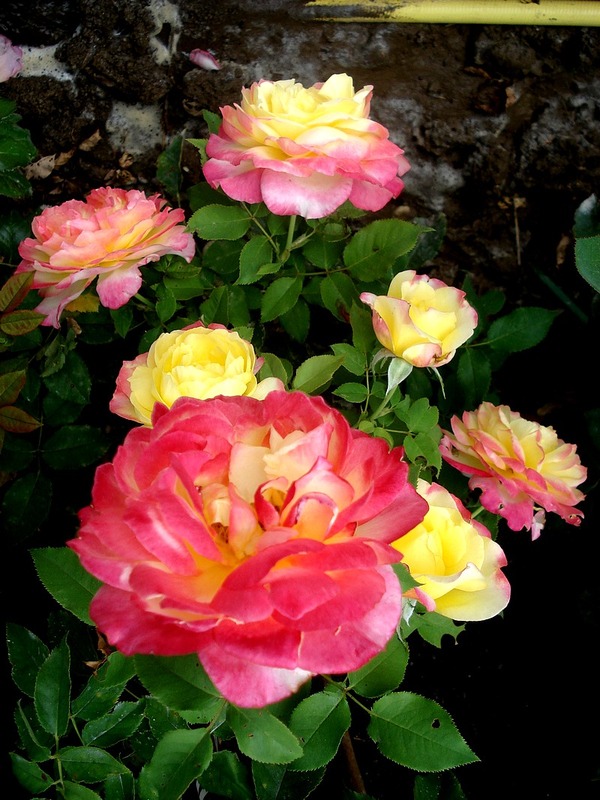 'Concours Lepine ®' rose photo