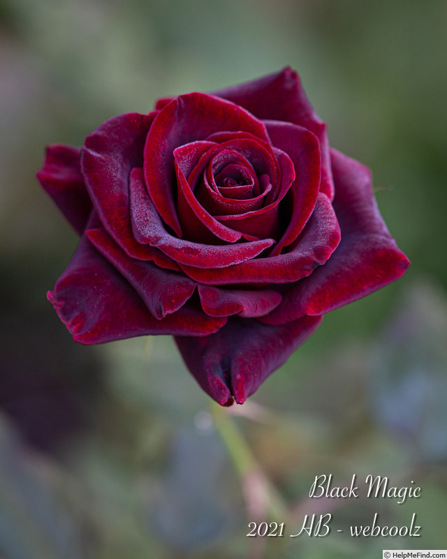 'Black Magic ® (hybrid tea, Evers/Tantau, 1995)' rose photo