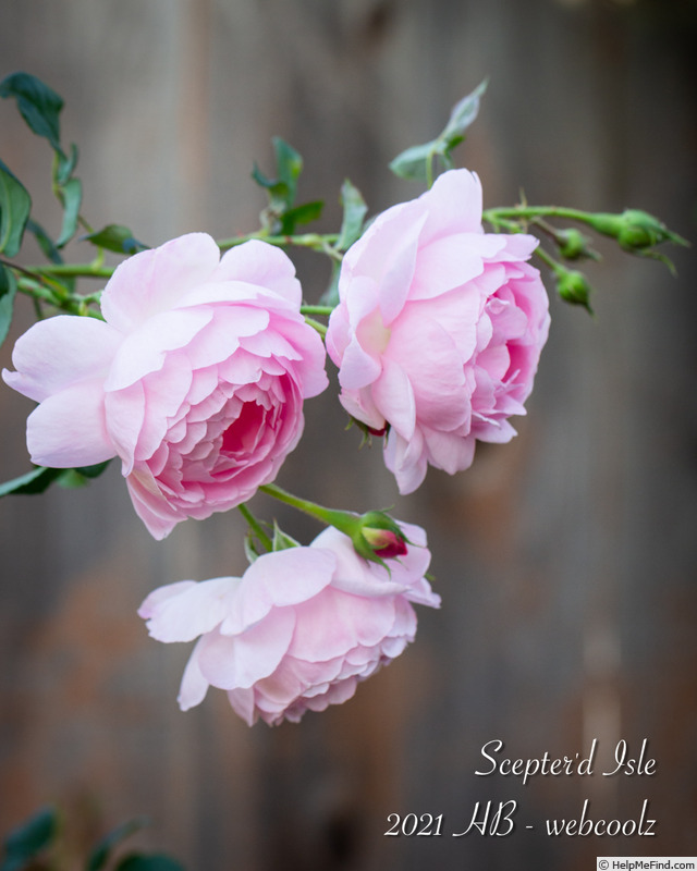 'Scepter'd Isle ®' rose, click to enlarge 'Scepter'd Isle ®' rose photo