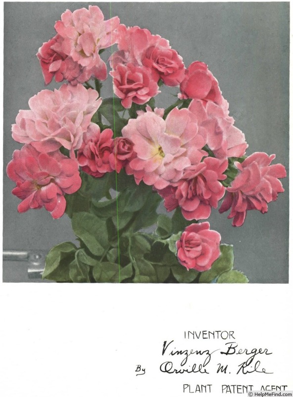 'Heidekind (shrub, Berger, 1931)' rose photo