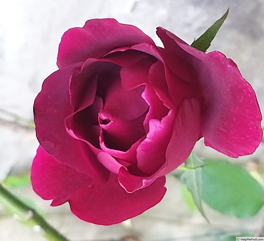 'Étoile de Hollande, Cl.' rose photo
