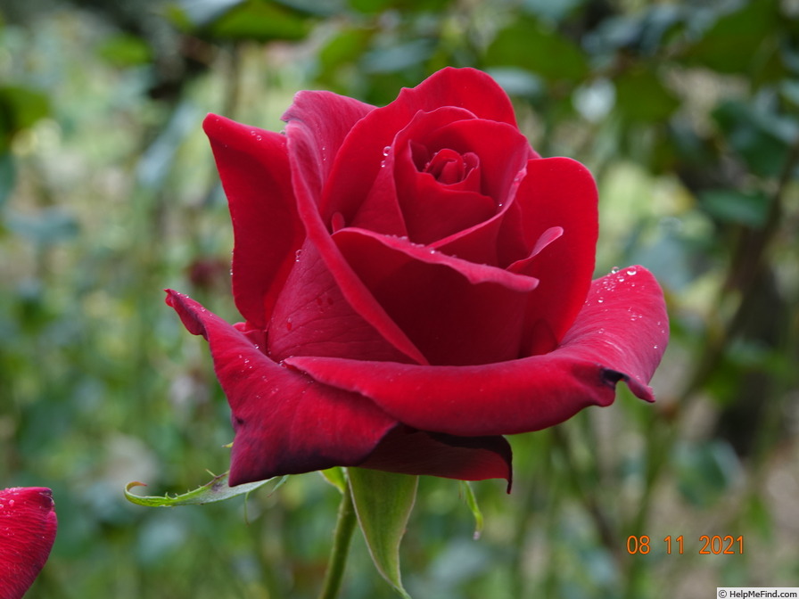 'Veterans' Honor®' rose photo